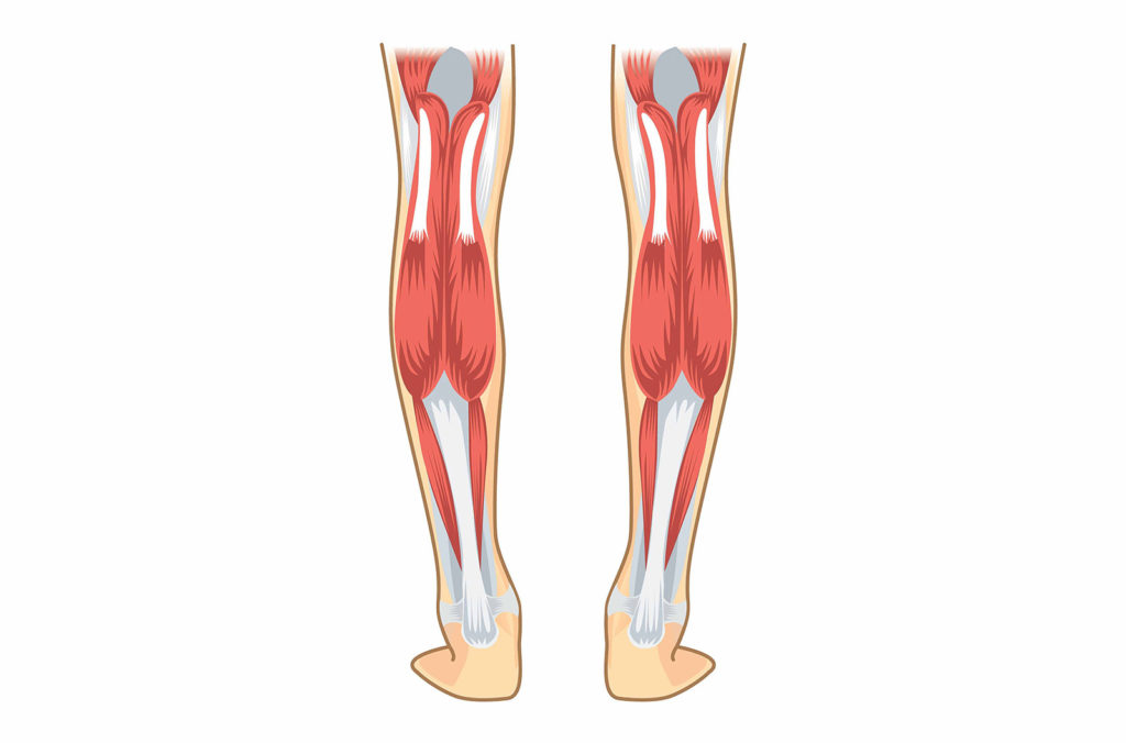 Calf Strain Recovery Time  Calf strain, Calves, Athletic injuries