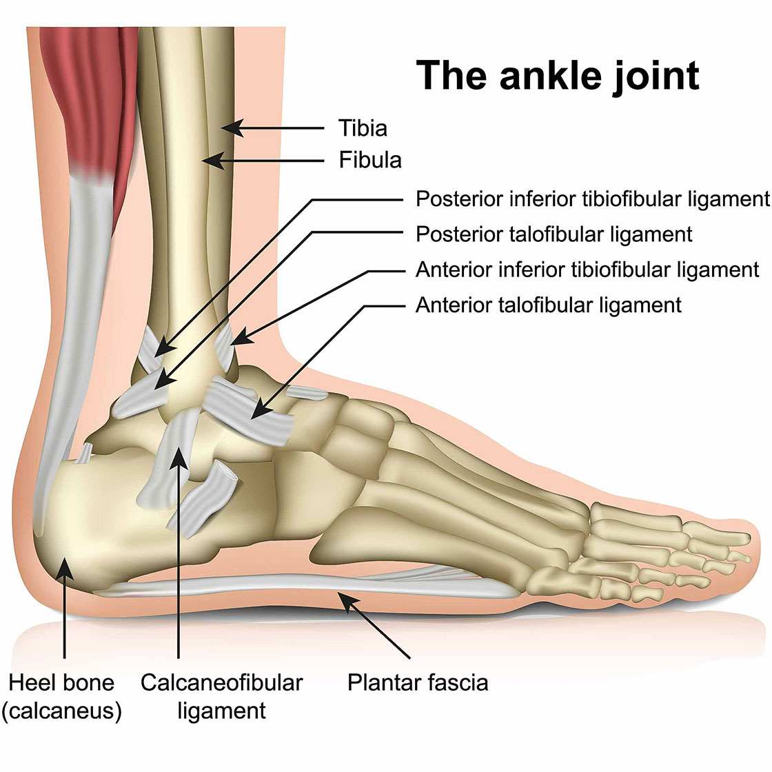 Tendinopathies of the Foot and Ankle | AAFP