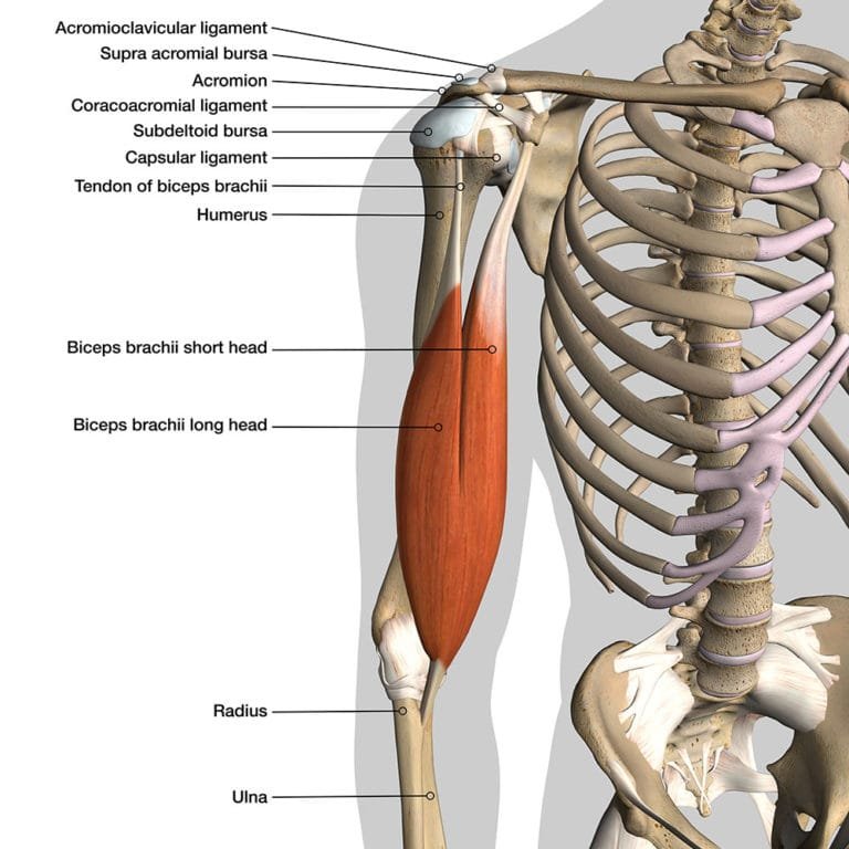 Long head of biceps tendon - Ultrasound Guided Injections