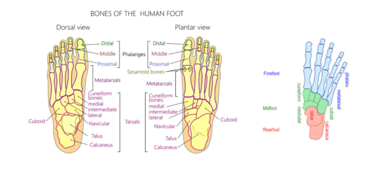 Mid Foot OA - Ultrasound Guided Injections