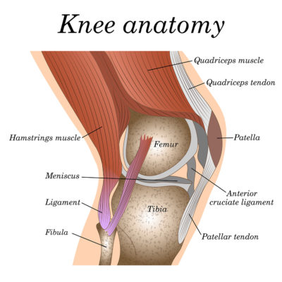 https://www.ultrasound-guided-injections.co.uk/wp-content/uploads/2020/05/knee-anatomy-400x400.jpg