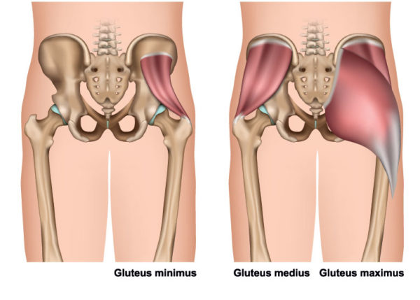 Normal anatomy of the lateral hip region. The gluteus medius muscle